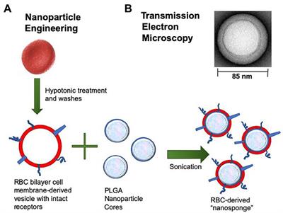 Frontiers Recent Advances Of Cell Membrane Coated Nanoparticles For